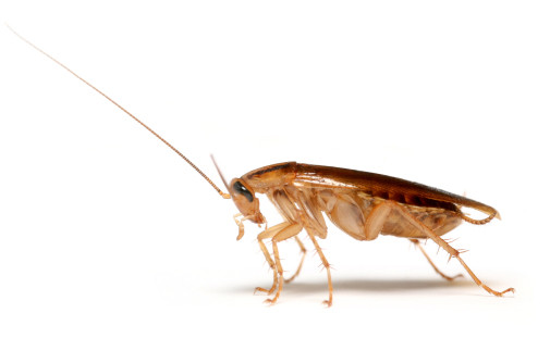 german cockroach in sydney